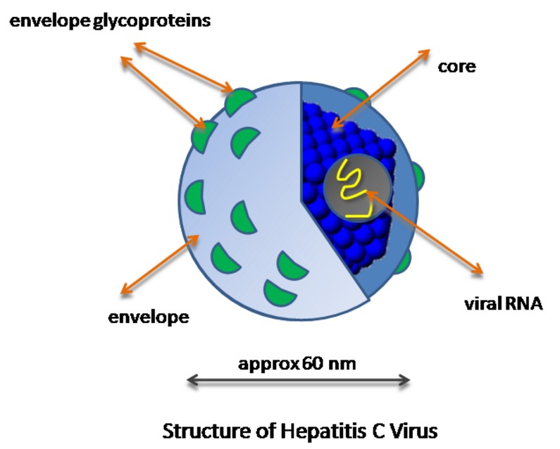 Overview Of Hepatitis C Virus Creative Diagnostics Blog