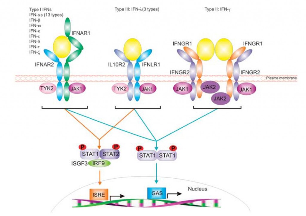 Interferons And Interferon Receptors – Creative Diagnostics Blog