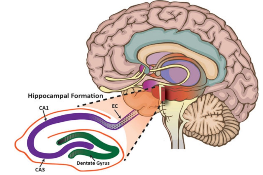 memory hippocampus anatomy