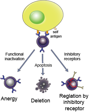 Overview Of Autoimmunity - Creative Diagnostics