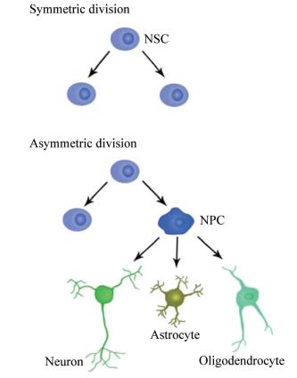 Neural Stem Cells Creative Diagnostics