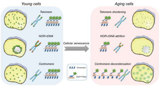 Cell Senescence Signaling Pathway Creative Diagnostics