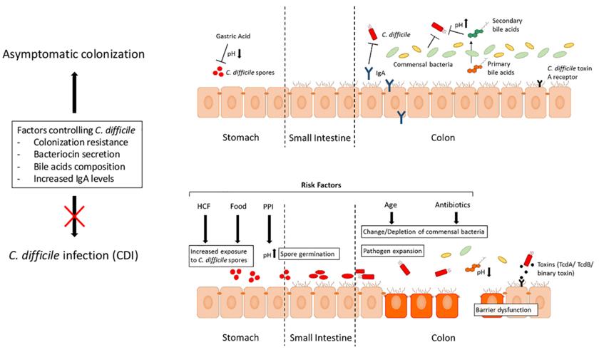 Clostridium Difficile Antigens Creative Diagnostics