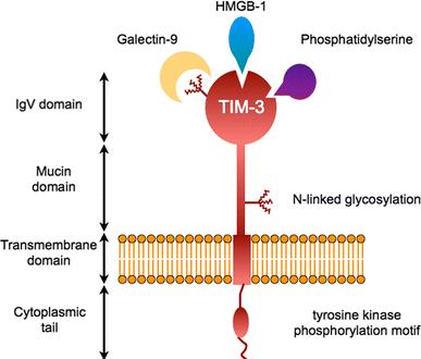 Immune Checkpoint Signaling Pathway Creative Diagnostics