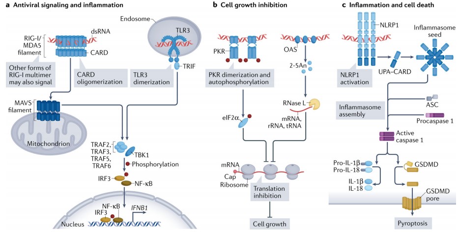 Dsrna Immune Response Creative Diagnostics