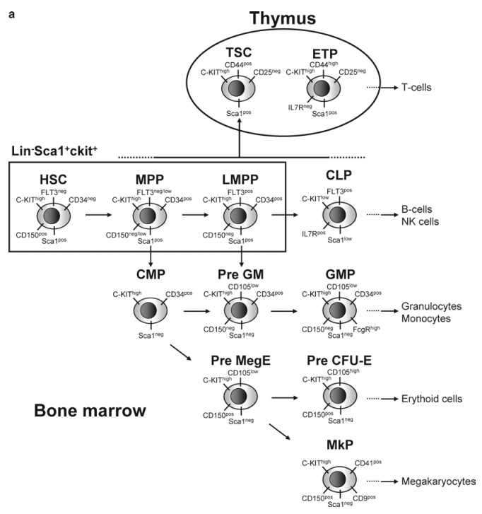 Fc Assays In Primary Immunodeficiency Diseases Protocol Creative