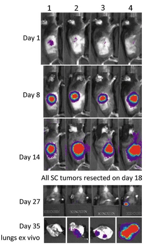 Fluorescent Protein Assisted Purification For Gene Expression Profiling