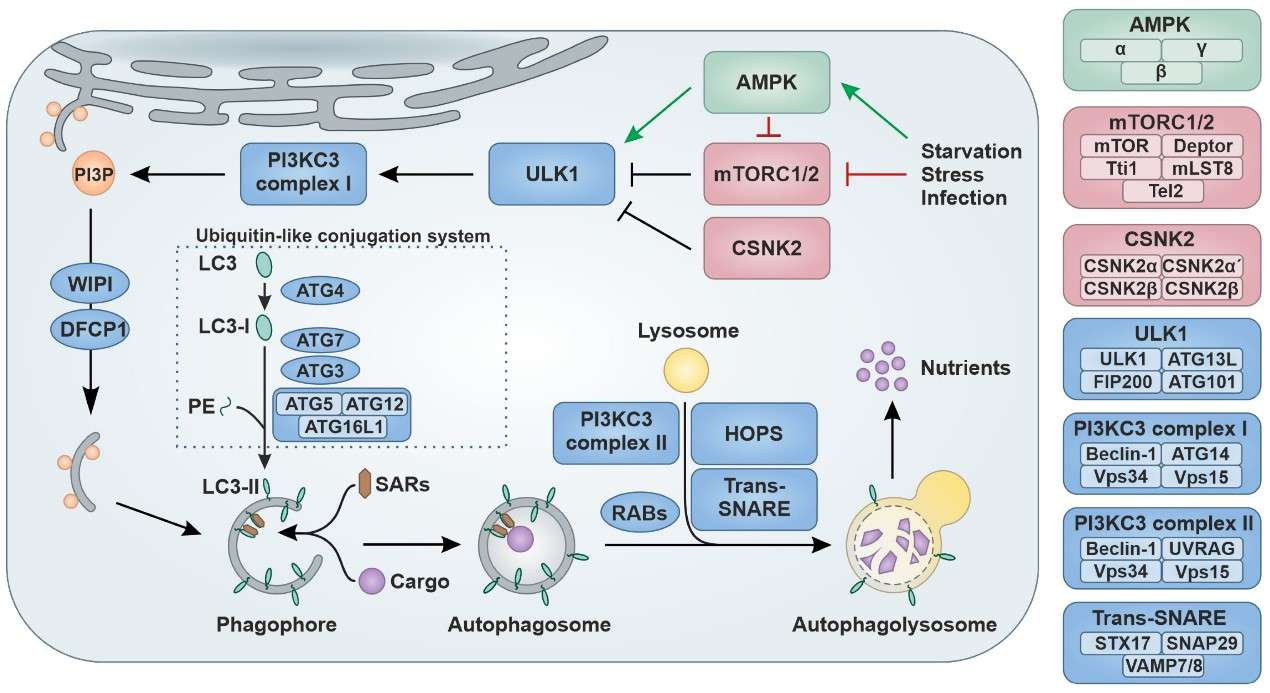 Research On The Role Of Cellular Autophagy In Anti Hiv Infection