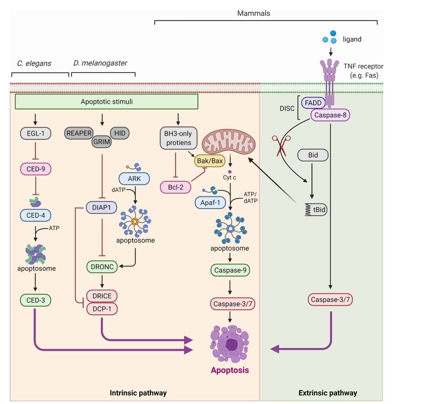 Role Of Caspases In Apoptosis Creative Diagnostics