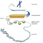 The Structure and Function of Chromatin - Creative Diagnostics