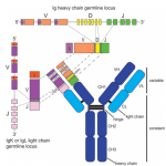 Antibody Heavy and Light Chains - Creative Diagnostics