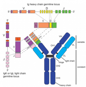 Antibody Heavy and Light Chains - Creative Diagnostics