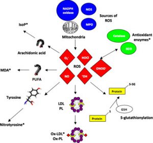 Oxidative Stress Markers - Creative Diagnostics