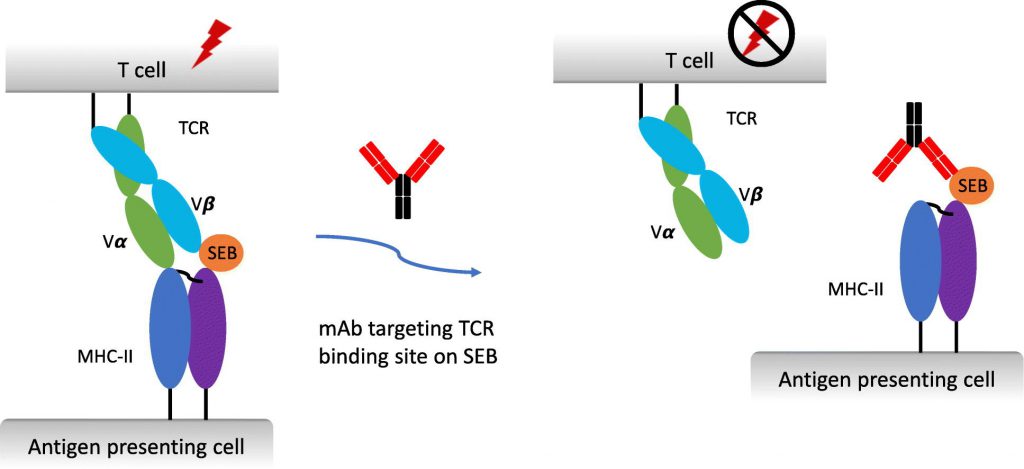 Determination Of Staphylococcus Aureus Enterotoxin B - Creative Diagnostics