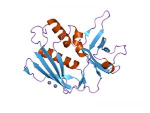 Staphylococcus Aureus Enterotoxin B - Creative Diagnostics