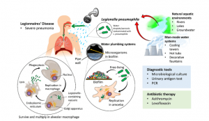 Legionella Pathogenicity Detection Method - Creative Diagnostics