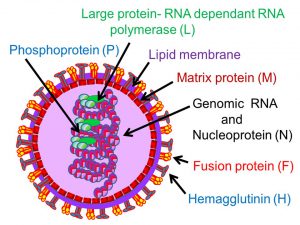 Introduction to Measles Virus - Creative Diagnostics