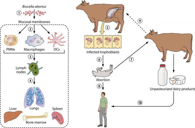 Overview Of Brucella Abortus - Creative Diagnostics