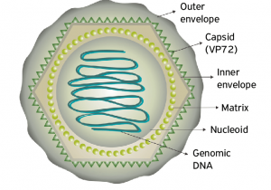 African Swine Fever Virus Detection Method - Creative Diagnostics