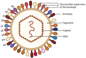 Gene Structure and Function of Porcine Pseudorabies Virus - Creative ...