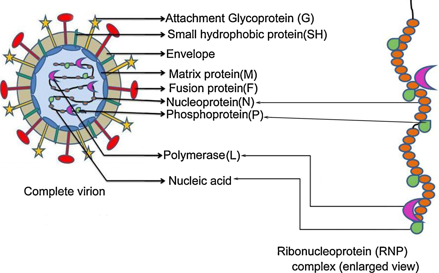 An Overview of Research on Human Metapneumovirus Infection Creative