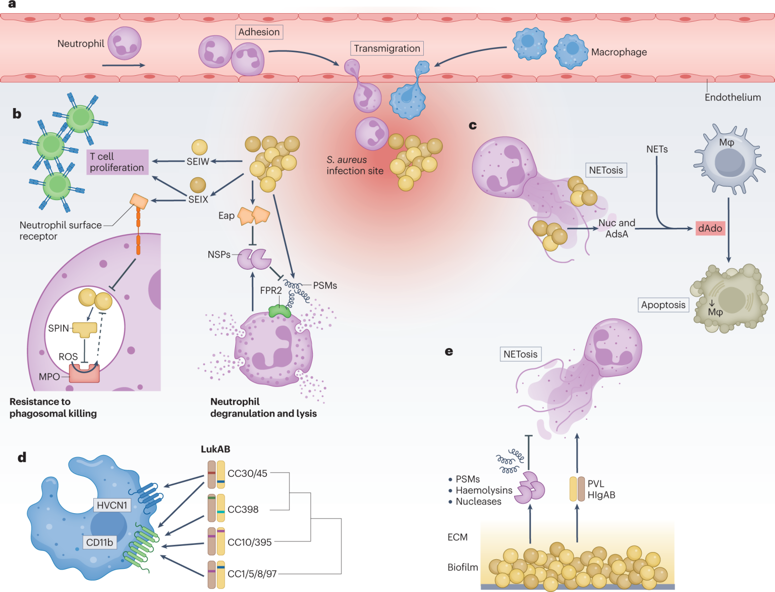 Staphylococcus Aureus Enterotoxin B Detection Method - Creative Diagnostics