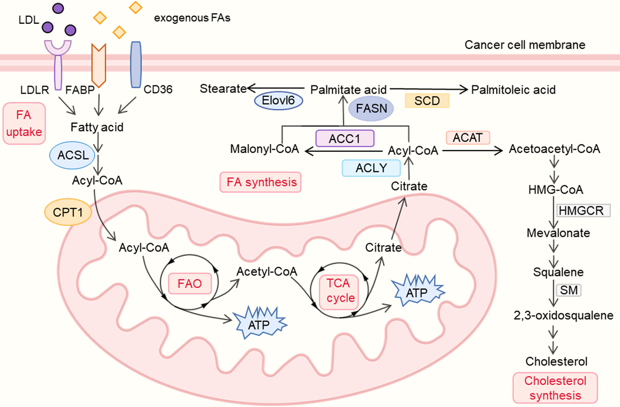 Reprogramming Of Lipid Metabolism In The Tumor Microenvironment Creative Diagnostics 5270