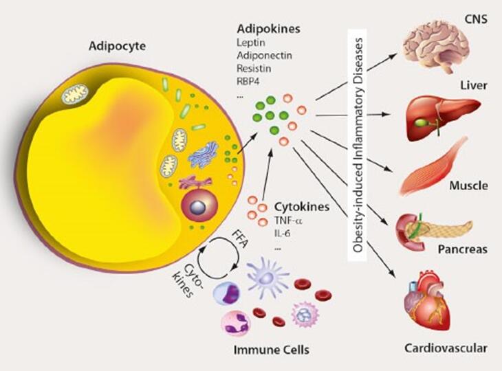 Adipocytokine Signaling Pathway - Creative Diagnostics