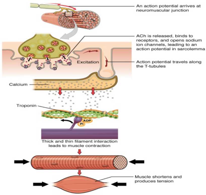 Cardiovascular and Signal Transduction - Creative Diagnostics