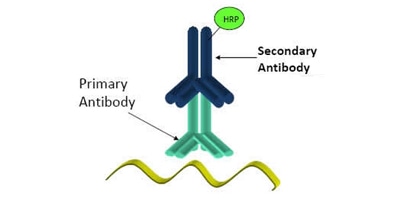 antibodies secondary diagnostics creative antigens