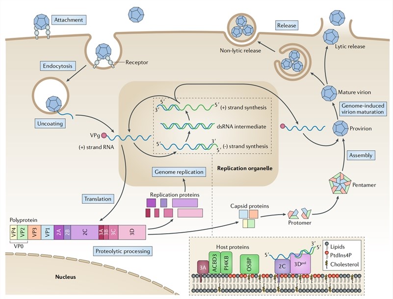 Enterovirus Antigens - Creative Diagnostics