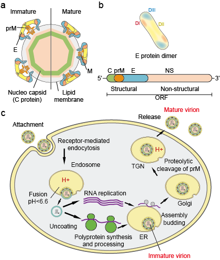 Particules de flavivirus (a), protéines (b) et cycle de vie (c)