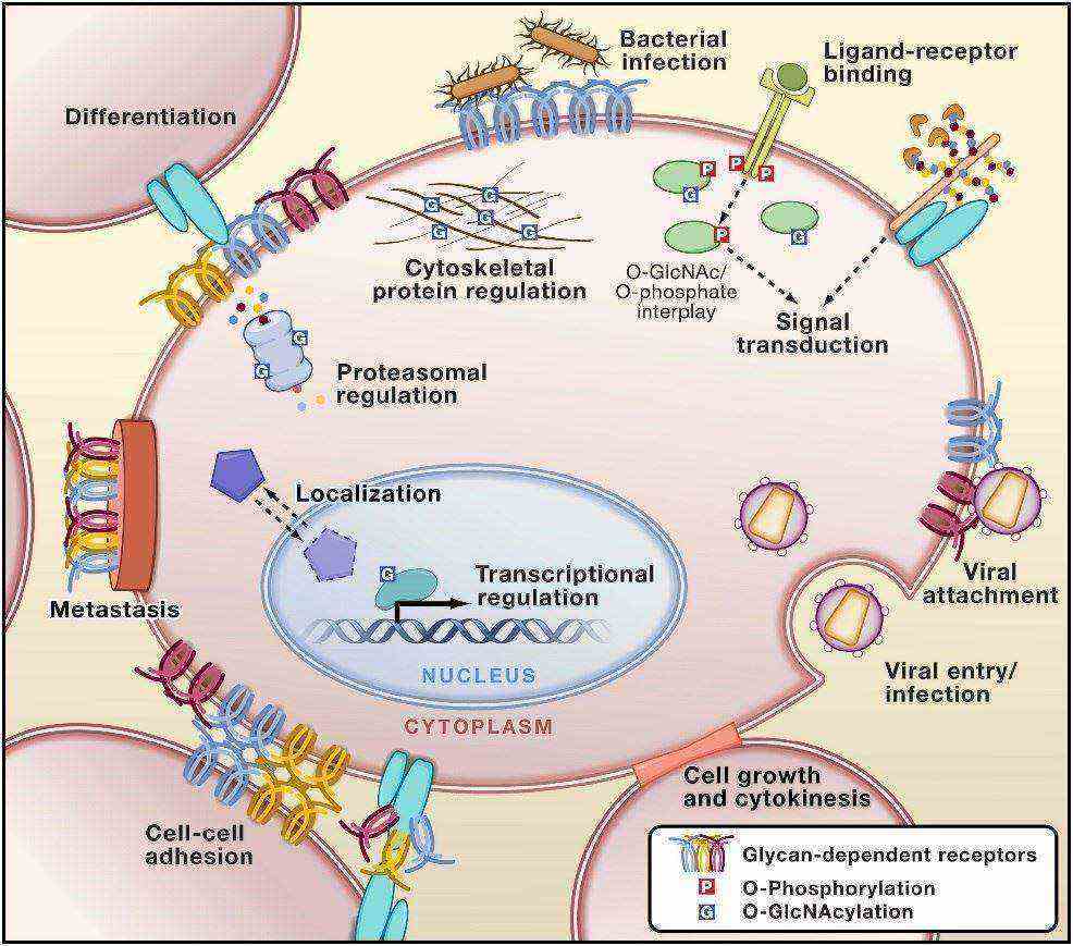 glycobiology eth