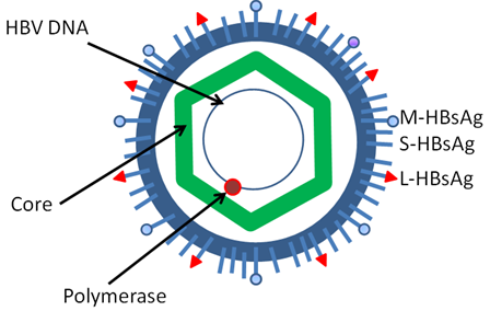 Hepatitis B Virus Antigens Creative Diagnostics