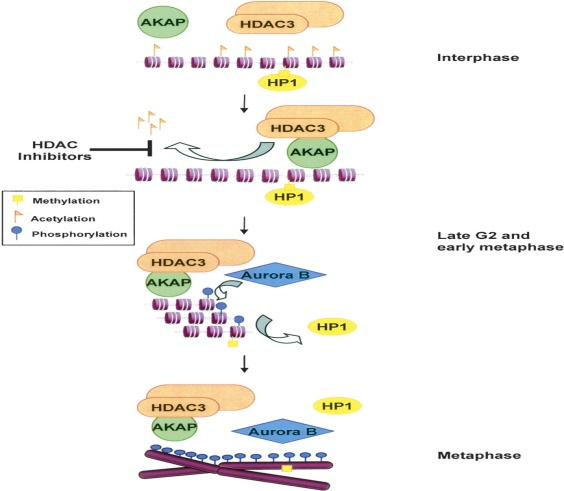 Immunology Resource Library Creative Diagnostics 5674