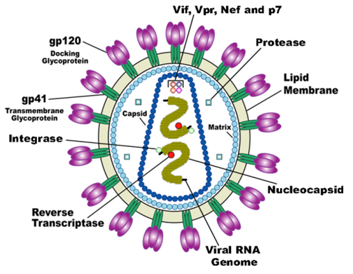 HIV Antigens - Creative Diagnostics