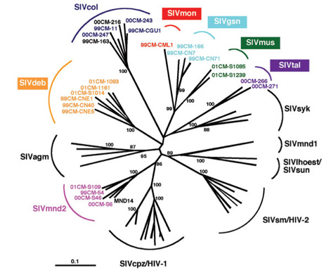 Simian Immunodeficiency Virus (SIV) Antigens - Creative Diagnostics