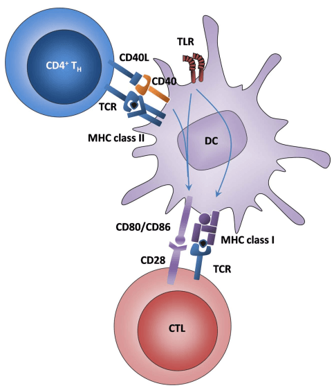 Immunocyte Markers - Creative Diagnostics