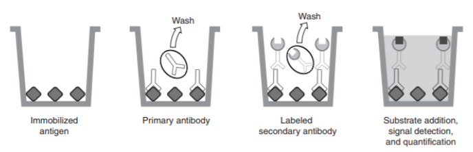 Indirect Elisa Protocol Creative Diagnostics