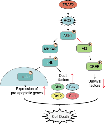 JNK Signaling Pathway - Creative Diagnostics