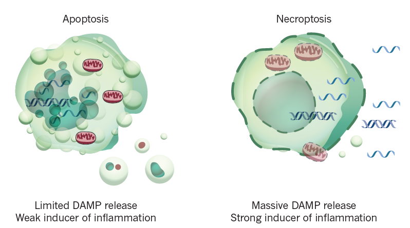 Necroptosis Pathway