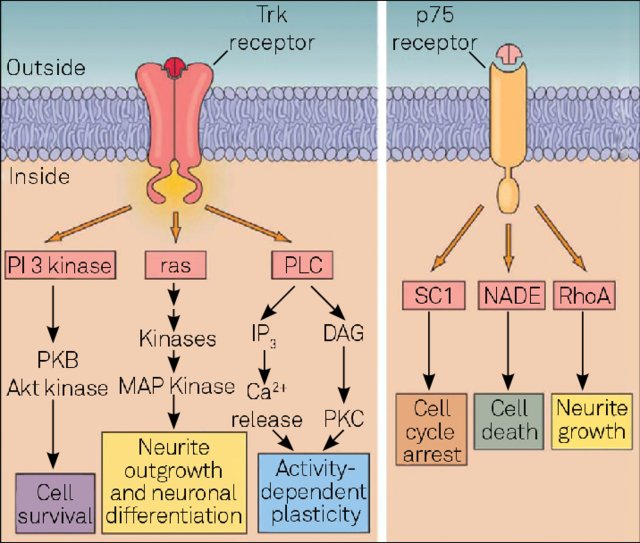 Neurotrophic Factors And Receptors - Creative Diagnostics