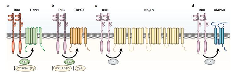 Neurotrophin Signaling Pathway - Creative Diagnostics