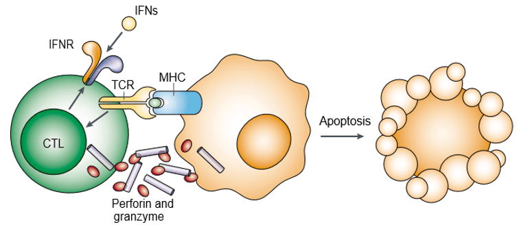 Perforine et granzyme induisent l'apoptose des cellules cibles de manière coopérative