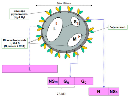 Rift Valley Fever Virus Rvfv Antigens Creative Diagnostics