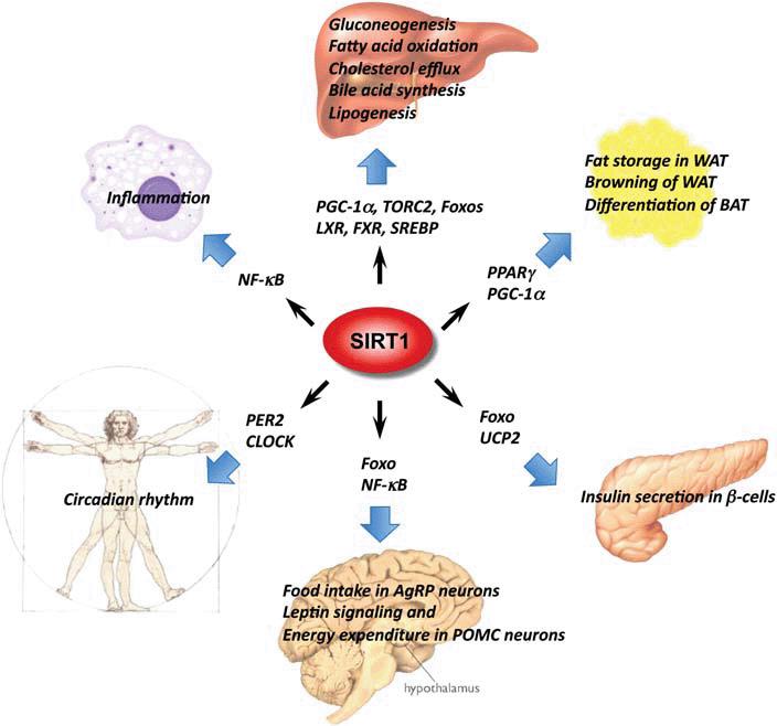 Sirt1 Signaling Pathway