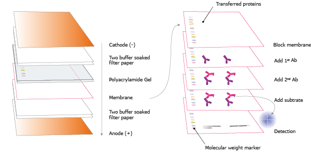 Immunology Resource Library - Creative Diagnostics