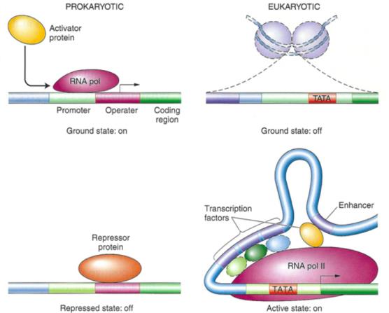 Translational Regulation Creative Diagnostics