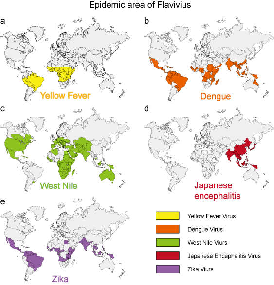 La zone épidémique de 5 flavivirus typiques