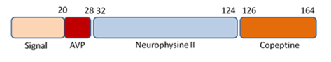 Copeptin Antibodies And Antigens - Creative Diagnostics